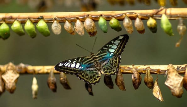 Column Vincent Alkemade | Liminaliteit